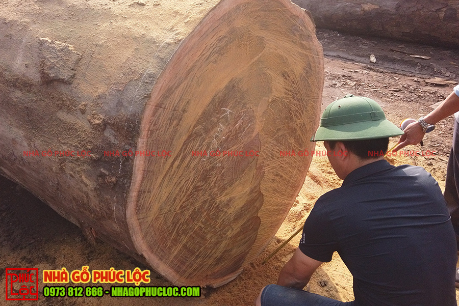 Các cột gỗ được đo đạc cẩn thận trước khi xẻ gỗ 